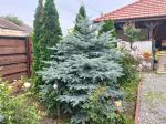 Cazare in Arad - PENSIUNEA  AURELIA - Șiria - click aici, pentru marirea pozei